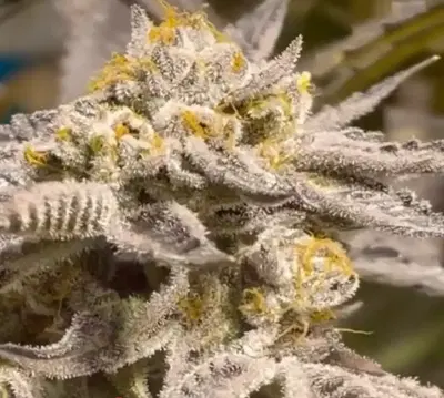 Fire And Ice by Sunken Treasure Seeds cannabis strain