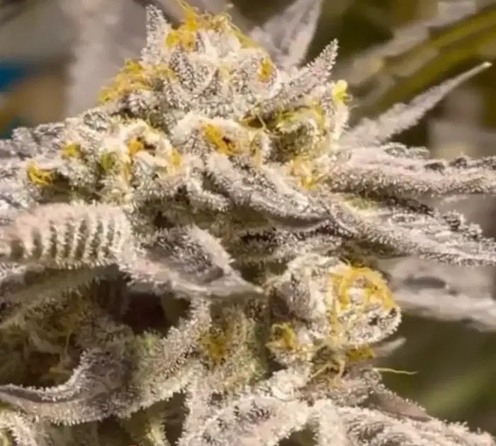 Fire And Ice by Sunken Treasure Seeds cannabis strain
