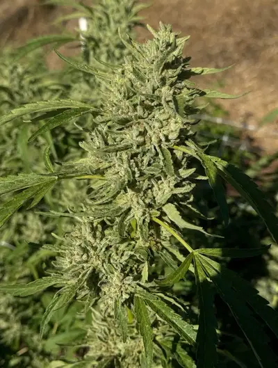 Fire Horse Og by Arcanna Flowers cannabis strain