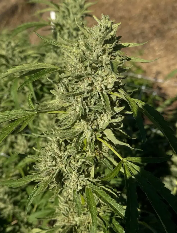 Fire Horse Og by Arcanna Flowers cannabis strain
