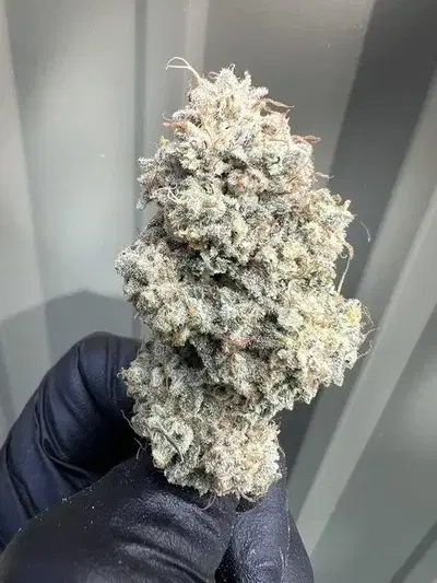 Firebelly Toad by Ronin Seeds cannabis strain