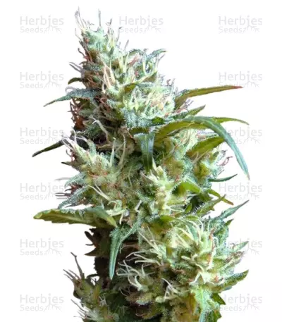 Flash Back #2 by Sweet Seeds, Photoperiod cannabis strain