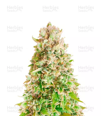 Forbidden Fruit by WeedSeedsExpress, Photoperiod cannabis strain