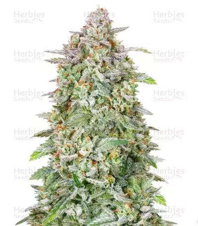 Forbidden Runtz by Growers Choice Seeds, Photoperiod cannabis strain