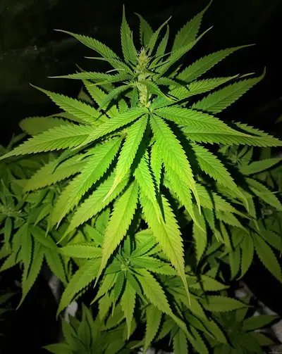 Forest Fire by Cabin Fever Seed Breeders cannabis strain