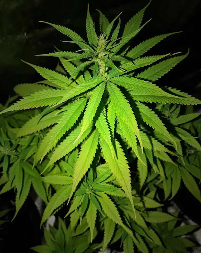 Forest Fire by Cabin Fever Seed Breeders cannabis strain