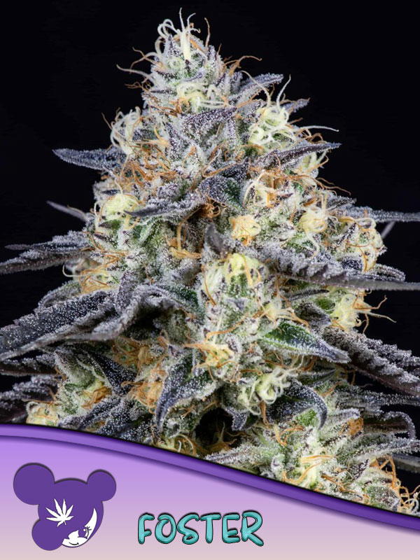 Foster by Anesia Seeds, Photoperiod cannabis strain