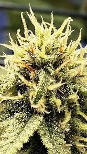 Frankenstein Regular by Johnny Potseed cannabis strain
