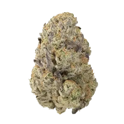 Freeze Cup by Team Elite Genetics cannabis strain