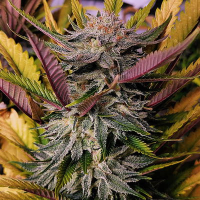 Frost Advisory by Jinxproof Genetics, Photoperiod cannabis strain