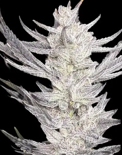 Frozen Havana by Florganix cannabis strain