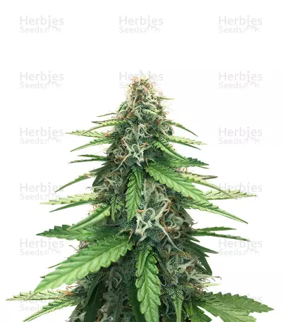 Fruit Cake Autoflower by Seedstockers, Autoflower cannabis strain