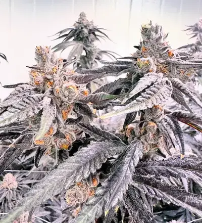 Fruit Loops by Round Table Genetics cannabis strain