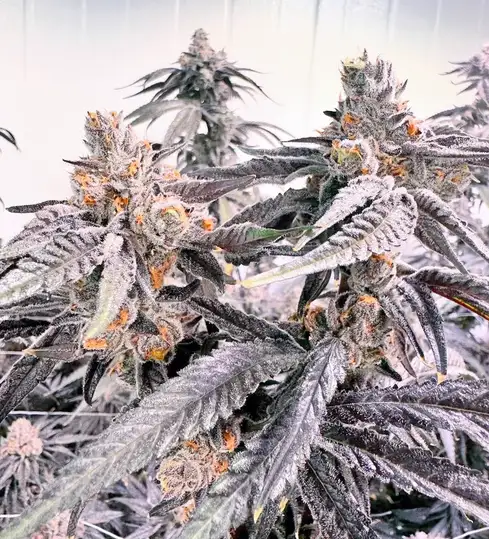 Fruit Loops by Round Table Genetics cannabis strain