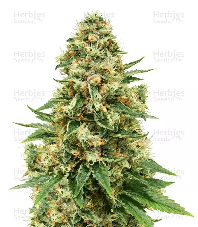 Fruity Pebbles Feminized by MSNL Seeds, Photoperiod cannabis strain