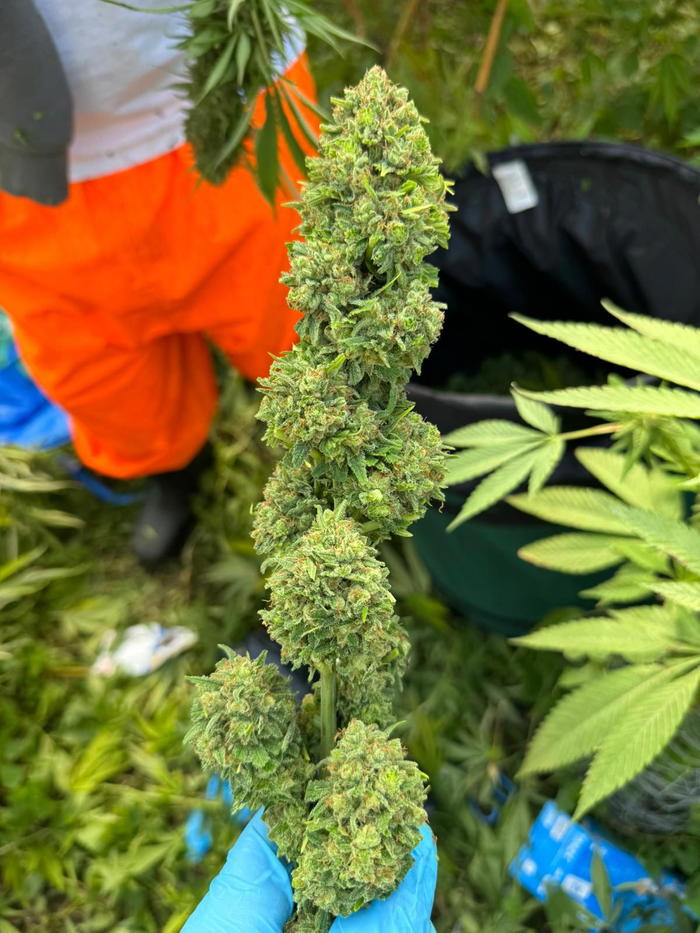 Fucktard F3 by Real Gorilla Seeds, Photoperiod cannabis strain