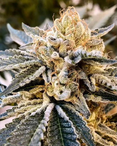 Fuel Truck by Crockett Family Farms, Autoflower cannabis strain