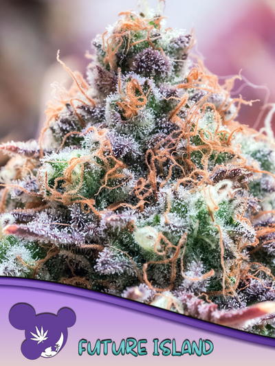 Future Island by Anesia Seeds, Photoperiod cannabis strain