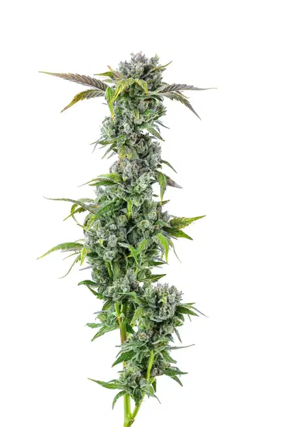 G.O.A.T. Cheese by Team Elite Genetics cannabis strain