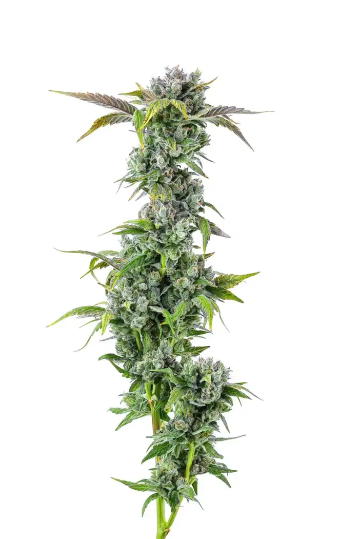 G.O.A.T. Cheese by Team Elite Genetics cannabis strain