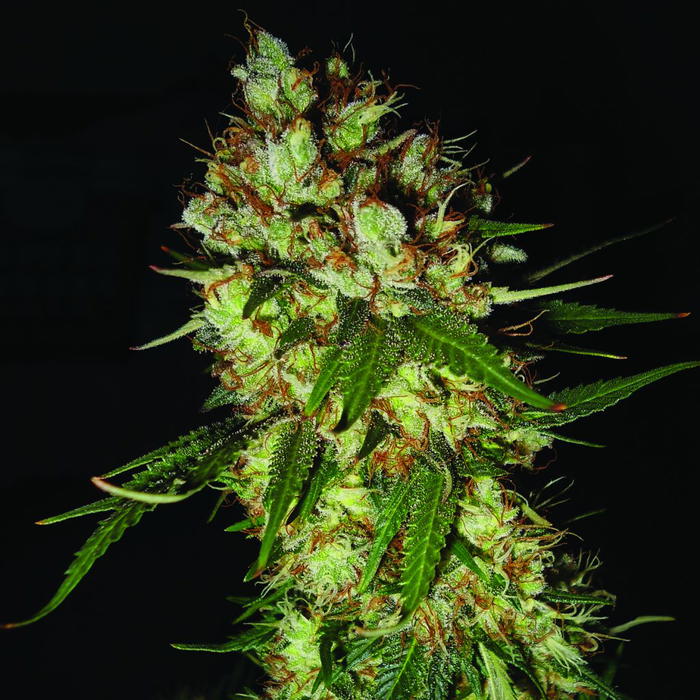 G13 x Blueberry Headband by Emerald Triangle Seeds, Photoperiod cannabis strain