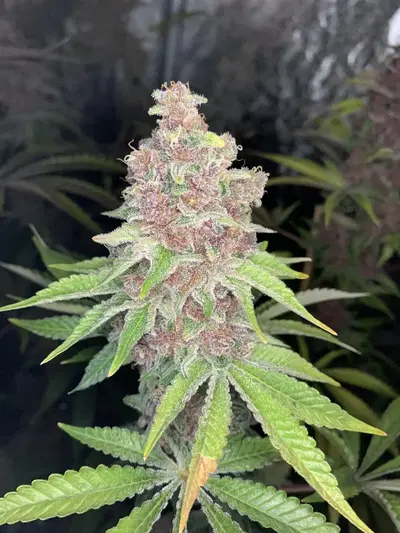 Gabagool by Dino Party cannabis strain