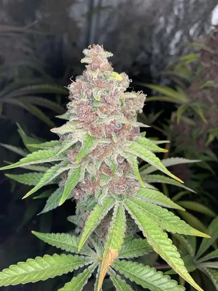 Gabagool by Dino Party cannabis strain