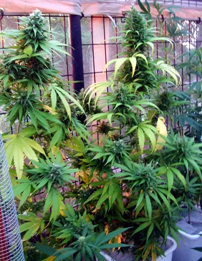 Gainesville Green by Rick Naya cannabis strain