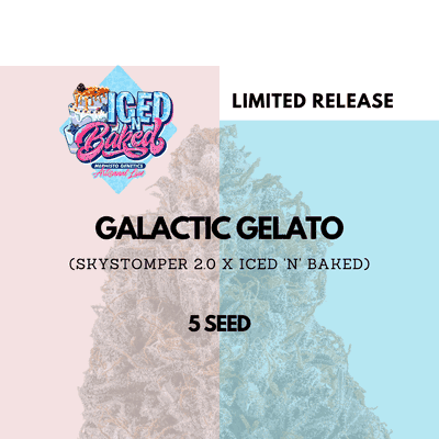 Galactic Gelato by Mephisto Genetics, Autoflower cannabis strain