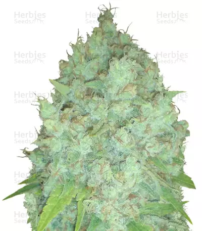 Galaxy Fast by Pyramid Seeds, Photoperiod cannabis strain