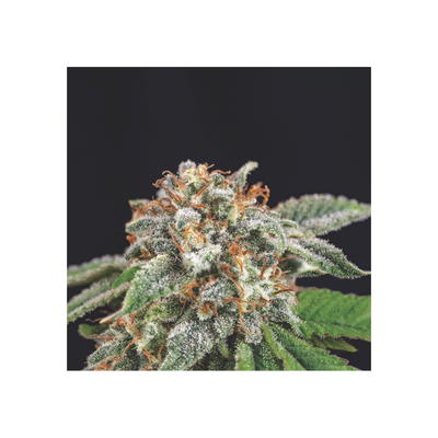 Galaxy x Runtz by Pyramid Seeds, Photoperiod cannabis strain