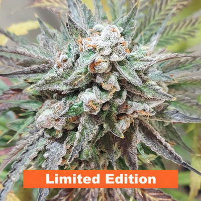 Game On by Jinxproof Genetics, Photoperiod cannabis strain