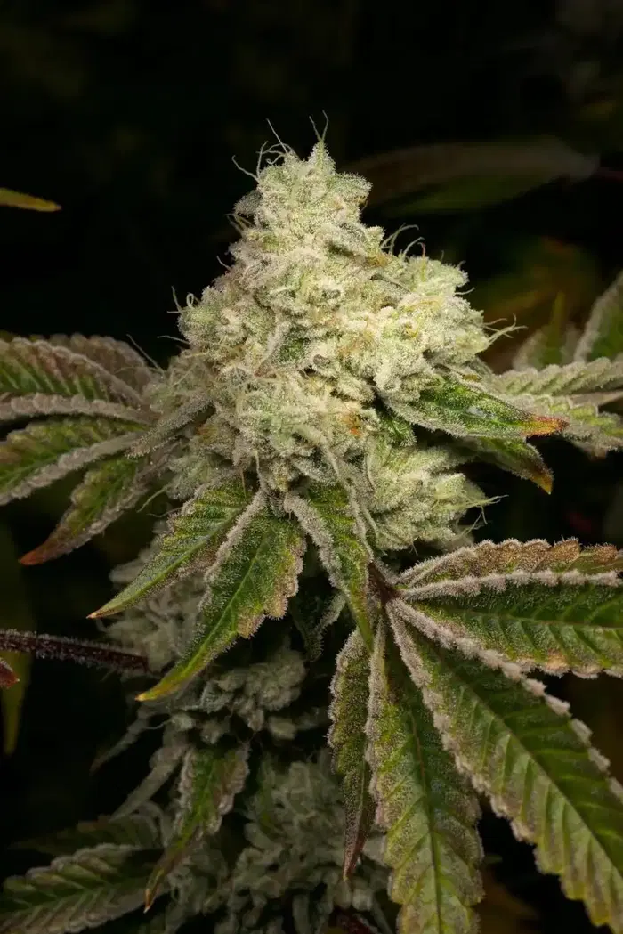 Gas Tax by Archive Seed Bank, Photoperiod cannabis strain