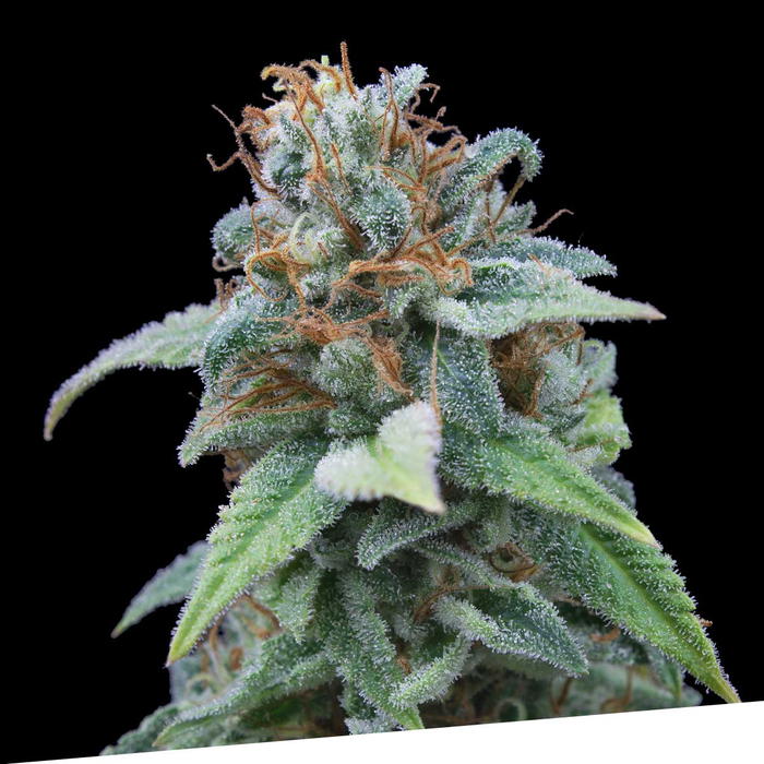gasoline by Exclusive Seeds Bank, Photoperiod cannabis strain