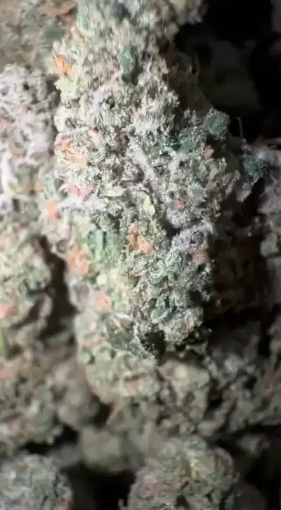 Gator Tears by Zaba Cannabis Co cannabis strain