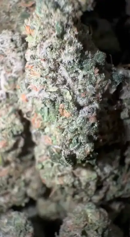 Gator Tears by Zaba Cannabis Co cannabis strain