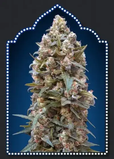 00 KUSH by 00seeds, Photoperiod cannabis strain