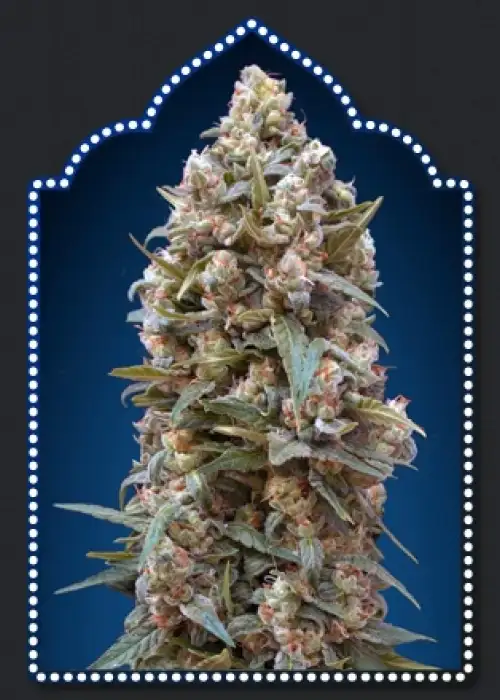 00 KUSH by 00seeds, Photoperiod cannabis strain