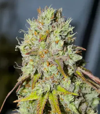 1-800-Cinderella-99 Autoflower by Seedkeepers, Autoflower cannabis strain