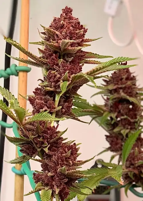 # 1 Stunna f2 by Relentless Genetics, Photoperiod cannabis strain