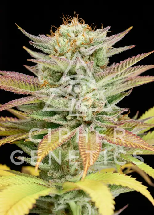 100 Rackz by Cipher Genetics, Photoperiod cannabis strain
