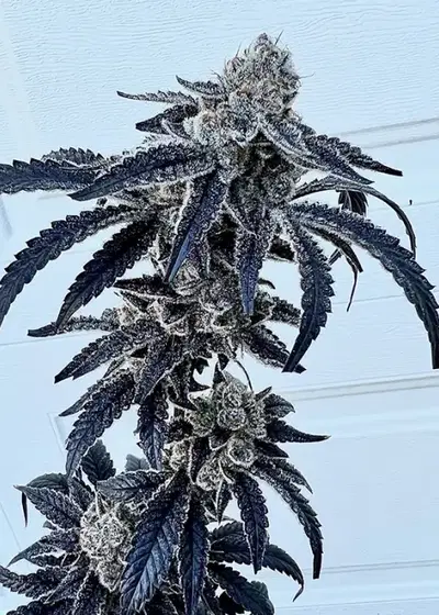 100K by Exotic Genetix, Photoperiod cannabis strain