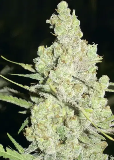 1024 by Medical Seeds, Photoperiod cannabis strain