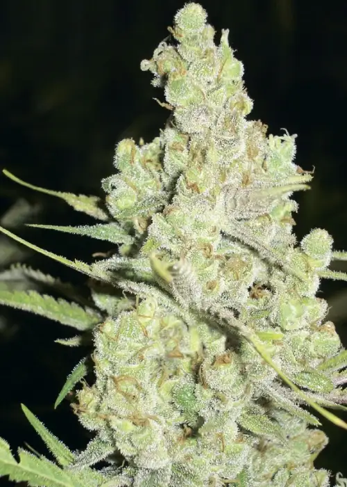 1024 by Medical Seeds, Photoperiod cannabis strain
