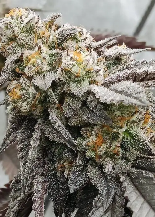 2 B Blunt by Elev8 Seeds, Photoperiod cannabis strain