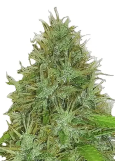 2 Fast 2 Vast by Heavyweight Seeds, Autoflower cannabis strain