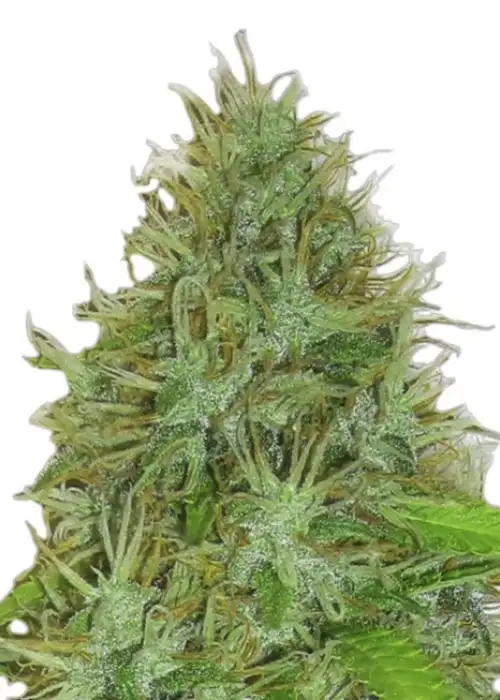 2 Fast 2 Vast by Heavyweight Seeds, Autoflower cannabis strain