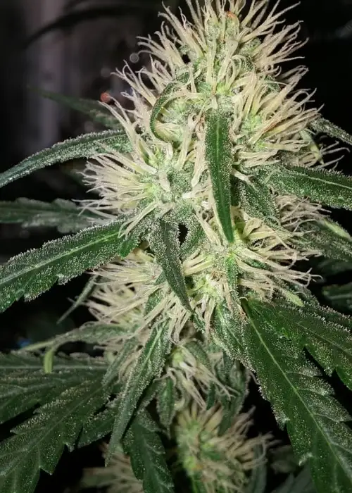 2 Pounder by Kiwi Seeds, Photoperiod cannabis strain