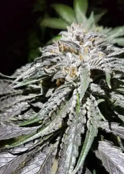 2 scoops Auto by Niagara Seed Bank, Autoflower cannabis strain
