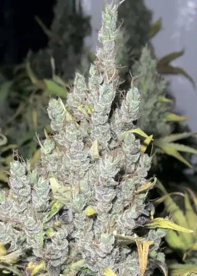 2046 by Medical Seeds, Photoperiod cannabis strain